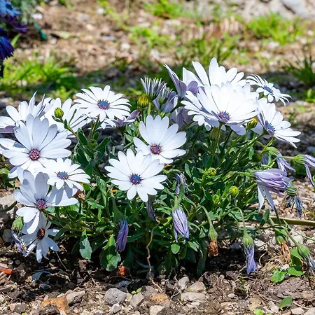 Foglia Hotel apartamentowy