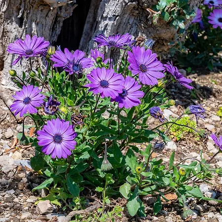 Hotel apartamentowy Foglia