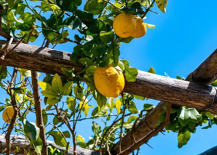 Aparthotel Foglia 3*