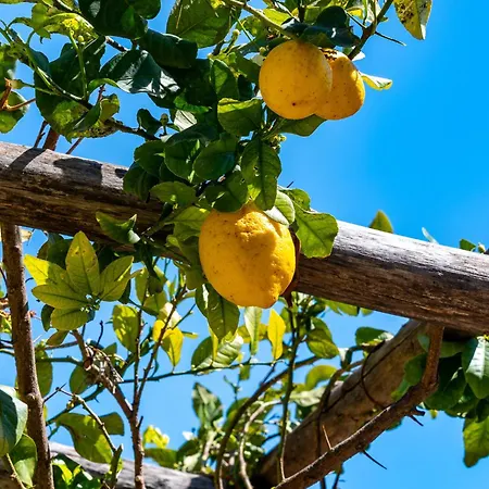 Apart Otel Foglia 3*