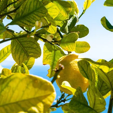 Foglia Apart Otel Amalfi